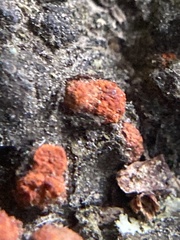 Amphilogia gyrosa