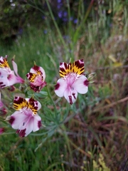 Alstroemeria pulchra