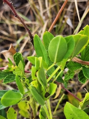 Arachis