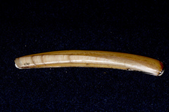 Ensis leei