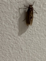 Tinea apicimaculella