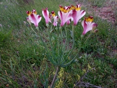 Alstroemeria pulchra