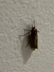 Tinea apicimaculella