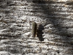 Graminella nigrifrons