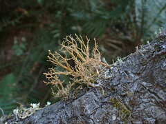 Sphaerophorus venerabilis