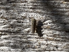 Graminella nigrifrons