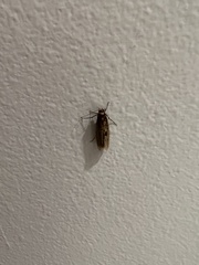 Tinea apicimaculella