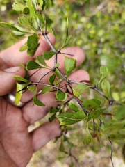 Crataegus michauxii