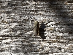 Graminella nigrifrons