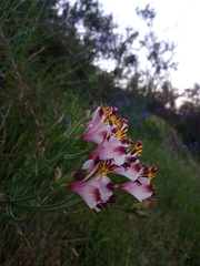 Alstroemeria pulchra