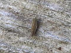 Graminella nigrifrons