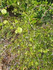 Crataegus michauxii