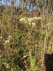 Eupatorium album