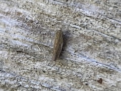 Graminella nigrifrons