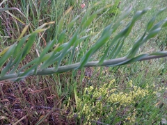 Alstroemeria pulchra