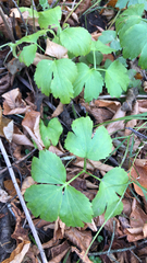 Ranunculus recurvatus