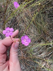 Agalinis filifolia