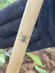 Leptostylopsis terraecolor