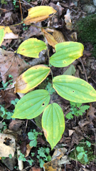 Prosartes lanuginosa