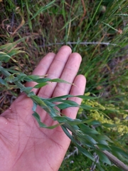 Alstroemeria pulchra