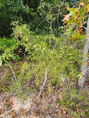 Crataegus michauxii
