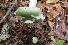 Russula parvovirescens