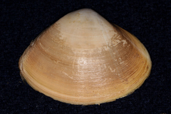 Mactra stultorum