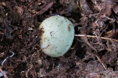 Russula parvovirescens