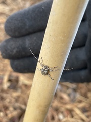 Leptostylopsis terraecolor