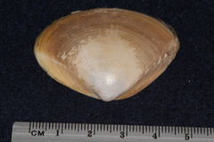 Mactra stultorum