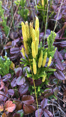 Dendrolycopodium hickeyi
