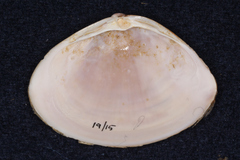 Mactra stultorum