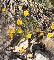 Thymophylla pentachaeta
