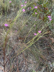 Agalinis filifolia