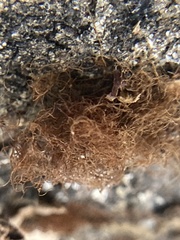 Trentepohlia aurea