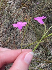 Agalinis filifolia