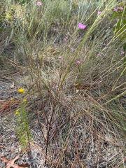 Agalinis filifolia