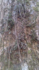 Cochlidium serrulatum