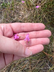 Agalinis filifolia