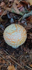 Amanita aprica