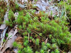Polytrichum commune