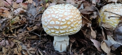 Amanita aprica