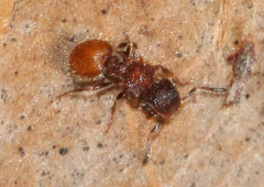 Meranoplus