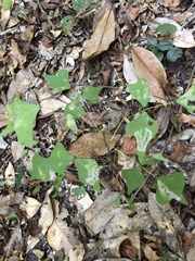 Erythrina herbacea