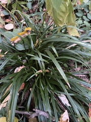 Diarrhena obovata
