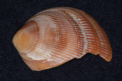 Laevicardium crassum