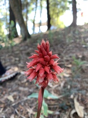 Stenorrhynchos albidomaculatum