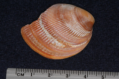 Laevicardium crassum