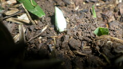 Flatormenis proxima