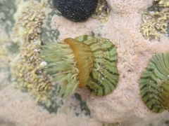 Anthothoe albocincta
